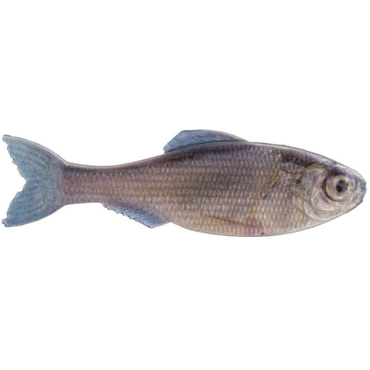 3.5 PANORAMA LIVE MINNOW