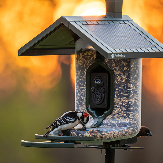 FEATHERSNAP SCOUT WIFI SOLAR BIRD FEEDER