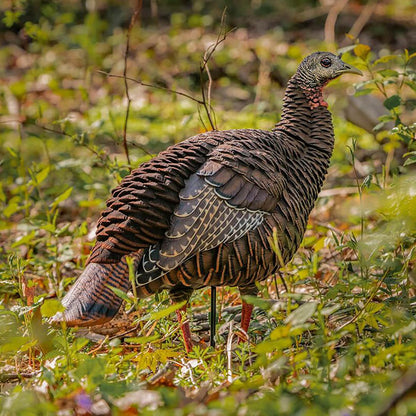 HDR HEN