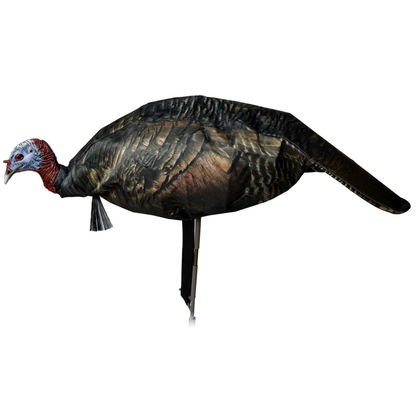 Miss Purrfect XD3 Jake