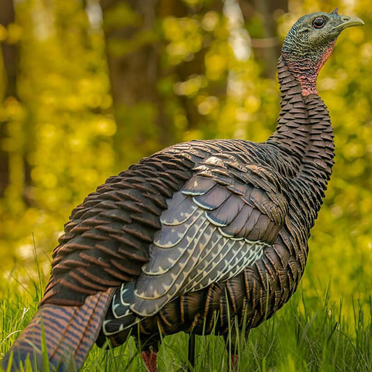HDR HEN