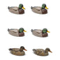 MALLARD 6 PACK EVA