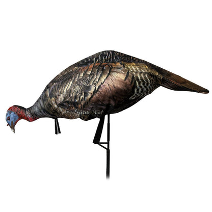 Miss Purrfect XD3 Jake