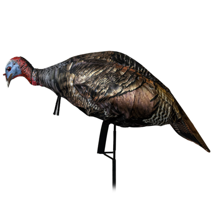 Miss Purrfect XD3 Jake