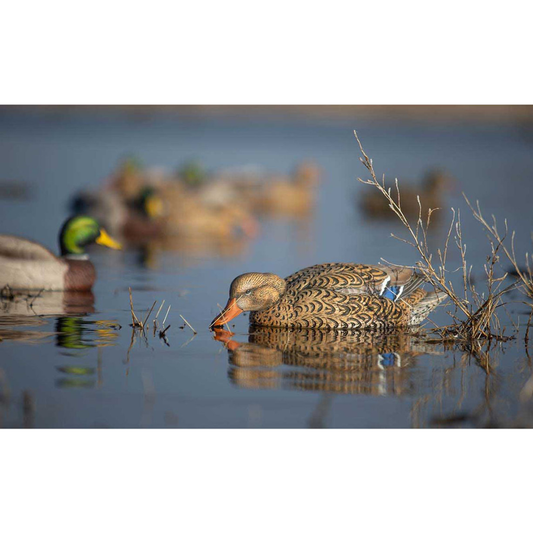 PG XD SERIES MALLARDS FEEDER 6PACK